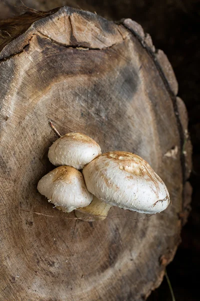 Μανιτάρια σε ένα ξύλο κούτσουρο — Φωτογραφία Αρχείου