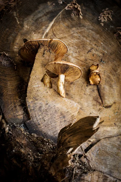 Champiñones en un tocón de madera —  Fotos de Stock