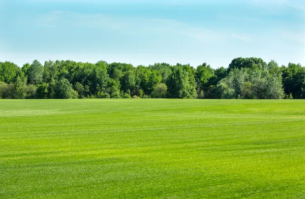 Champ de pelouse gras — Photo