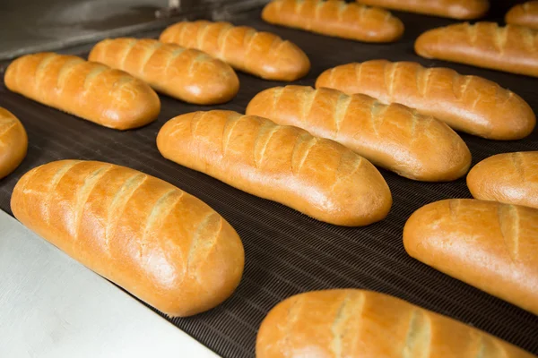 Horké upečené chleby na řádku — Stock fotografie
