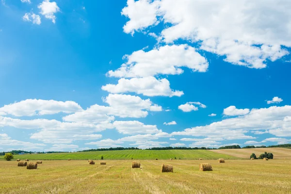 Färskt hö rullar i ett fält — Stockfoto