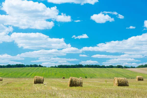 Rouleaux de foin frais dans un champ — Photo