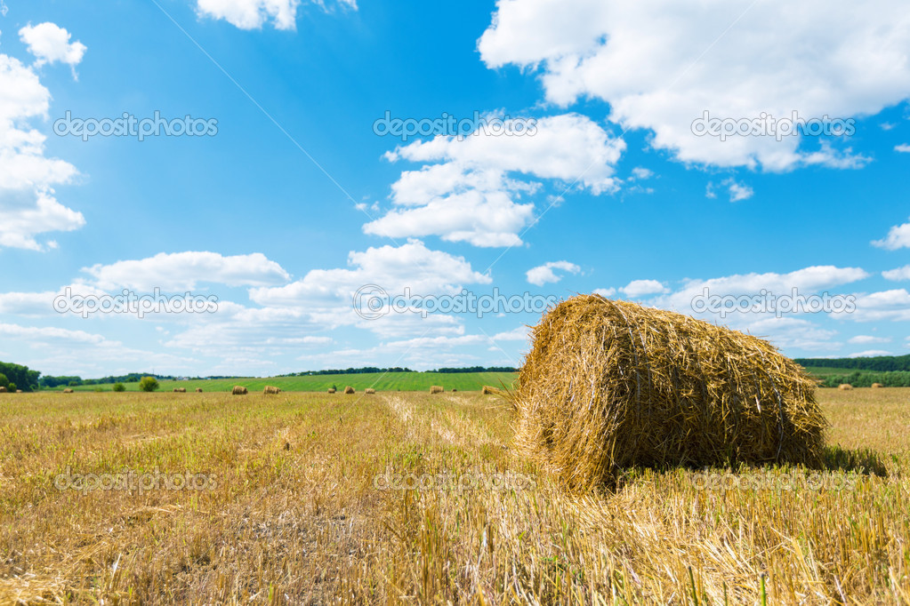 Fresh hay rolls in a field