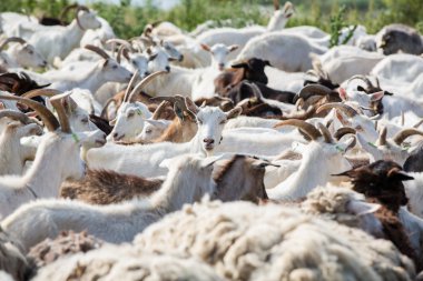 süt keçi sürüsü