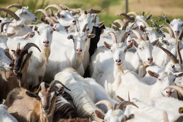 Besättning av mjölk getter — Stockfoto