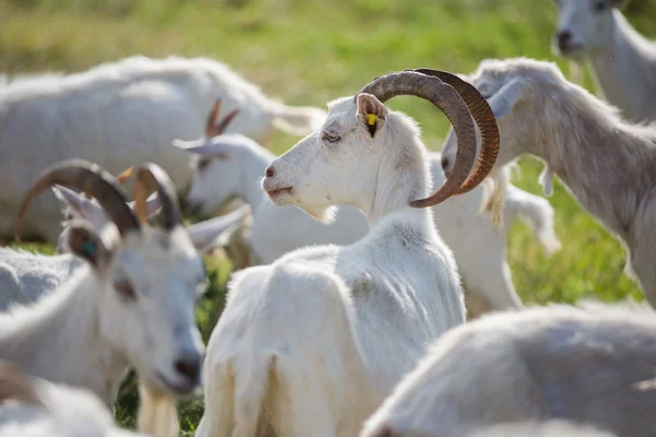 Capra in una mandria — Foto Stock