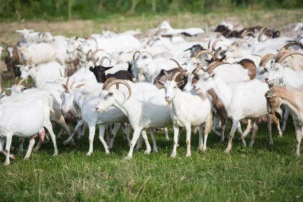 A legelőn, kecske — Stock Fotó