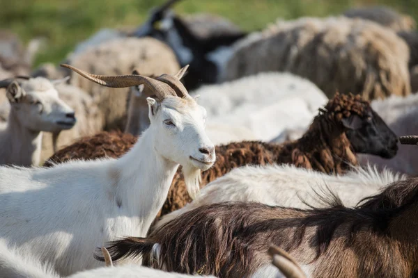 Goat in a herd — Stock Photo, Image