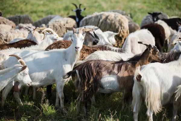 Chèvres sur un pâturage — Photo