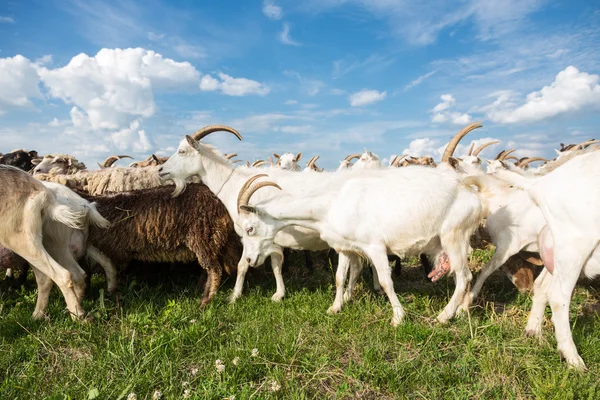 Cabras em um pasto — Fotografia de Stock