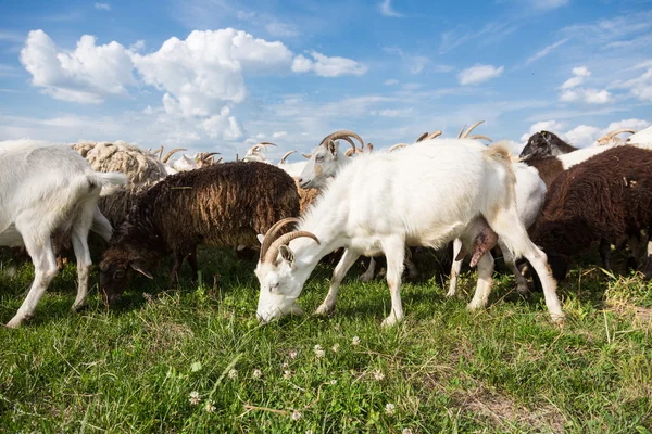 A legelőn, kecske — Stock Fotó