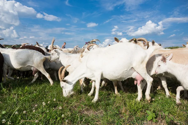 Chèvres sur un pâturage — Photo