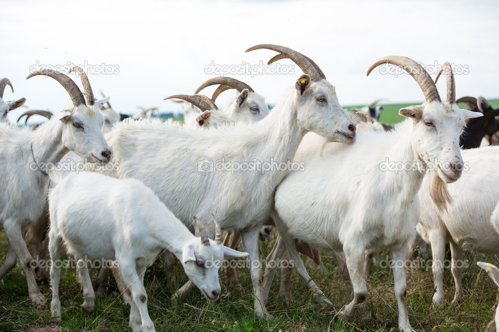 Goats in a herd