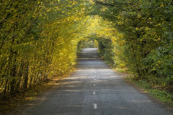 Autumn alley of trees in the form of a tunnel above the road in Ukraine. Scenic nature landscapes.