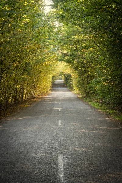 Outono Beco Árvores Forma Túnel Acima Estrada Ucrânia Paisagens Naturais — Fotografia de Stock