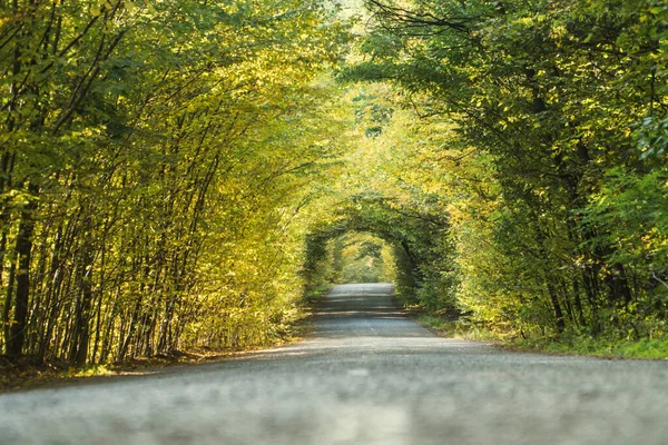 Herbstallee Aus Bäumen Form Eines Tunnels Über Der Straße Der — Stockfoto