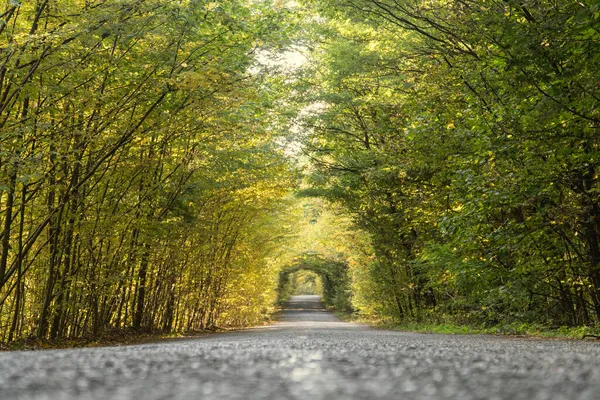 Herbstallee Aus Bäumen Form Eines Tunnels Über Der Straße Der — Stockfoto