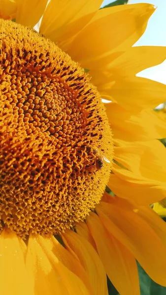 花の咲くひまわりから花粉を集めるミツバチ 有機農業と養蜂の概念 — ストック写真
