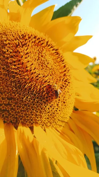 Bees Gathering Pollen Blossoming Sunflowers Organic Farming Beekeeping Concept — Photo