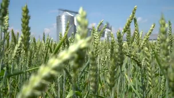 穀物エレベーターは緑の麦畑を貫通した 農業作物の貯蔵概念 — ストック動画
