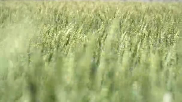 Orelhas Verdes Trigo Balançando Vento Campo Agricultores Dia Ensolarado Conceito — Vídeo de Stock