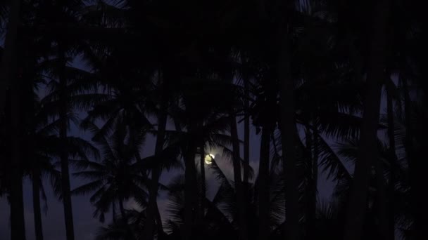 Luna Tonta Brillando Través Las Hojas Temblorosas Palma Por Noche — Vídeos de Stock