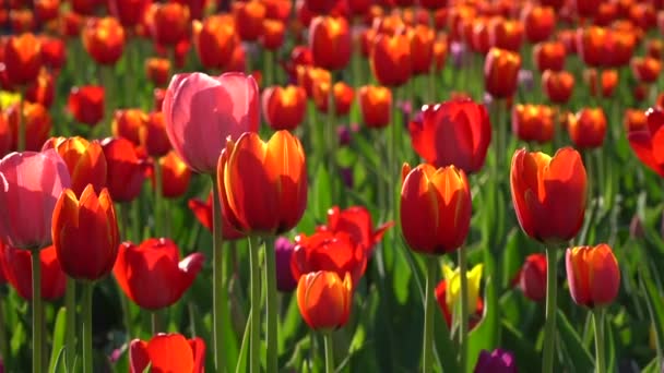 Nahaufnahme Von Winkenden Tulpen Die Auf Einem Blumenbeet Wachsen — Stockvideo