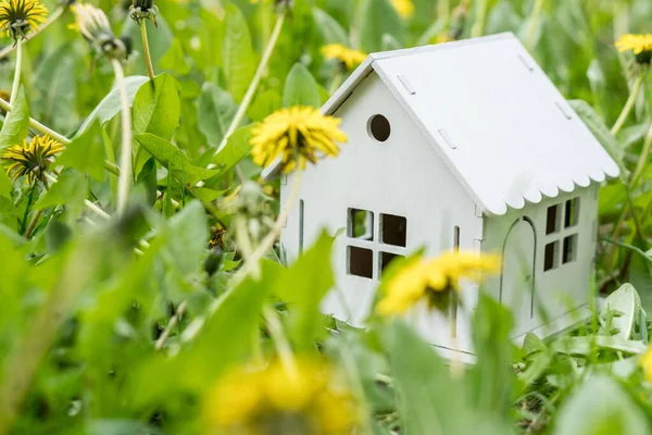Modell Eines Weißen Holzhauses Löwenzahn Auf Einer Grünen Rasenfläche Ökohaus — Stockfoto