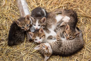 Beş sevimli kedi samanlıkta birbirine dolanmış yatıyor.. 