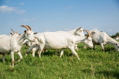Herd of farm goats  on a pasture. Livestock and agriculture concept
