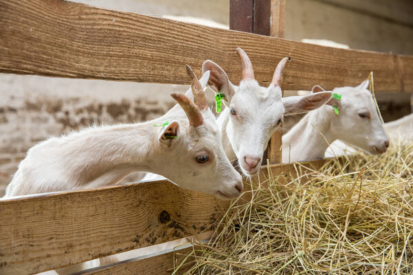 Young goats eating hay in a stable. Cattle breeding and animal farming concept