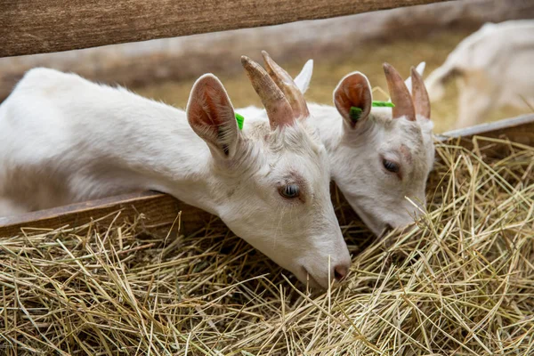 Young Goats Eating Hay Stable Cattle Breeding Animal Farming Concept —  Fotos de Stock