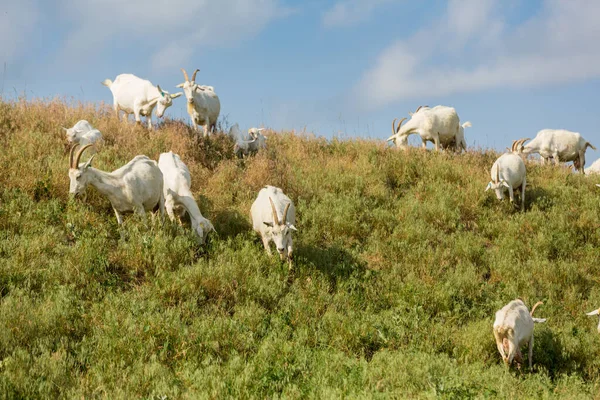 Stádo Hospodářských Koz Pastvinách Koncept Chovu Hospodářských Zvířat Zemědělství — Stock fotografie