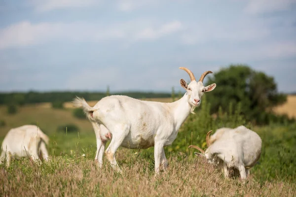 Herd Farm Goats Pasture Livestock Agriculture Concept — Stockfoto