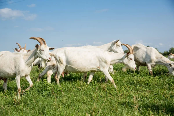 Herd Farm Goats Pasture Livestock Agriculture Concept — Stockfoto