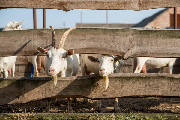 Goat Stable Looking Camera Fence Cattle Breeding Animal Farming Concept — Fotografia de Stock
