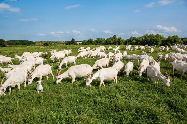 Herd Farm Goats Pasture Livestock Agriculture Concept Zdjęcie Stockowe