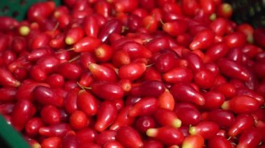 Yeni kornel ya da köpek ahşabı şapka toplama. Tarım meyveleri yetiştirme kavramı