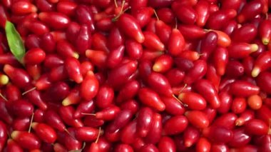 Yeni kornel ya da köpek ahşabı şapka toplama. Tarım meyveleri yetiştirme kavramı