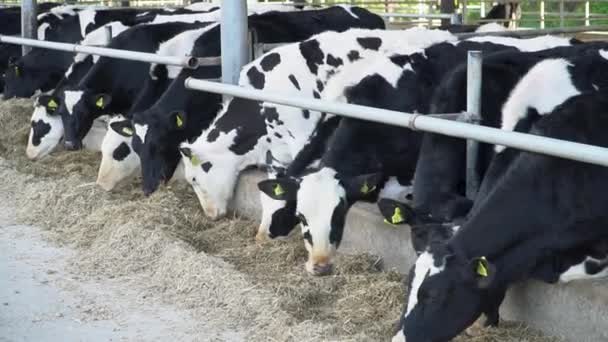 Vacas Comer Feno Num Estábulo Numa Quinta Conceito Criação Gado — Vídeo de Stock