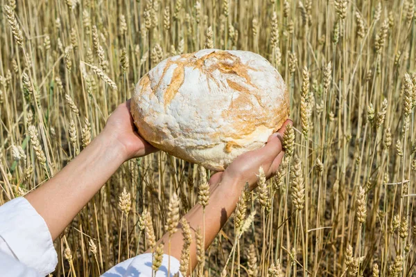 Female Hands Holding Home Baked Bread Loaf Ripe Wheat Field — Foto Stock