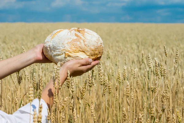 在成熟的麦田上方 女性手捧着烘烤的面包面包 世界粮食安全概念 — 图库照片