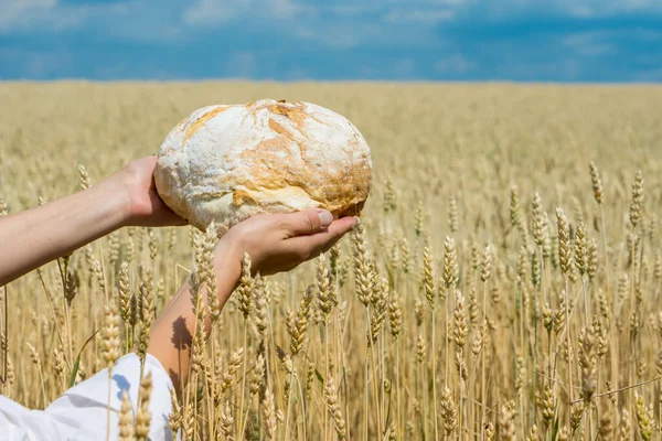 Female Hands Holding Home Baked Bread Loaf Ripe Wheat Field Imagen De Stock