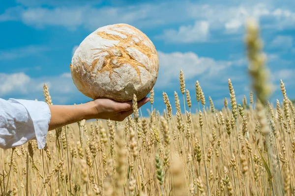 Female Hands Holding Home Baked Bread Loaf Ripe Wheat Field Imagen De Stock