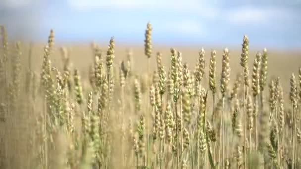 Nahaufnahme Von Weizenähren Die Einem Sonnigen Sommerfeld Schwanken Welternährungssicherheitskonzept — Stockvideo