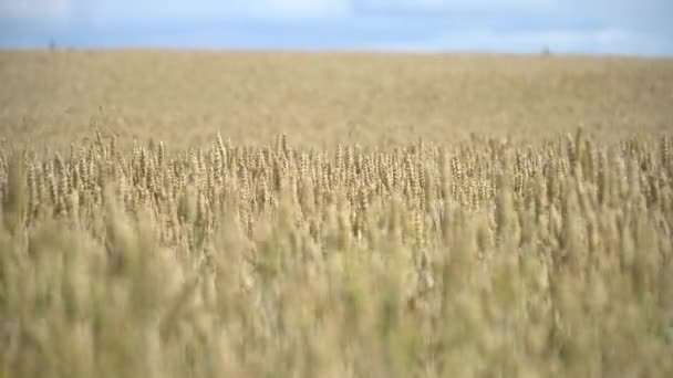 麦穗在阳光灿烂的夏田里摇曳 世界粮食安全概念 — 图库视频影像