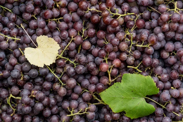 Zbiory Świeżych Winogron Koncepcja Rolnictwa Produkcji Wina — Zdjęcie stockowe