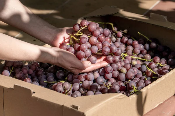 农民手中的葡萄枝条 农业和酿酒概念 — 图库照片