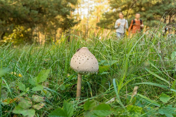 蘑菇聚集在森林里 绿草中的大豆科植物 — 图库照片