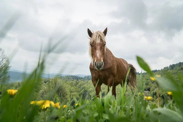 Caballo Solitario Una Montaña Los Cárpatos Pasto Bajo Cielo Nublado —  Fotos de Stock